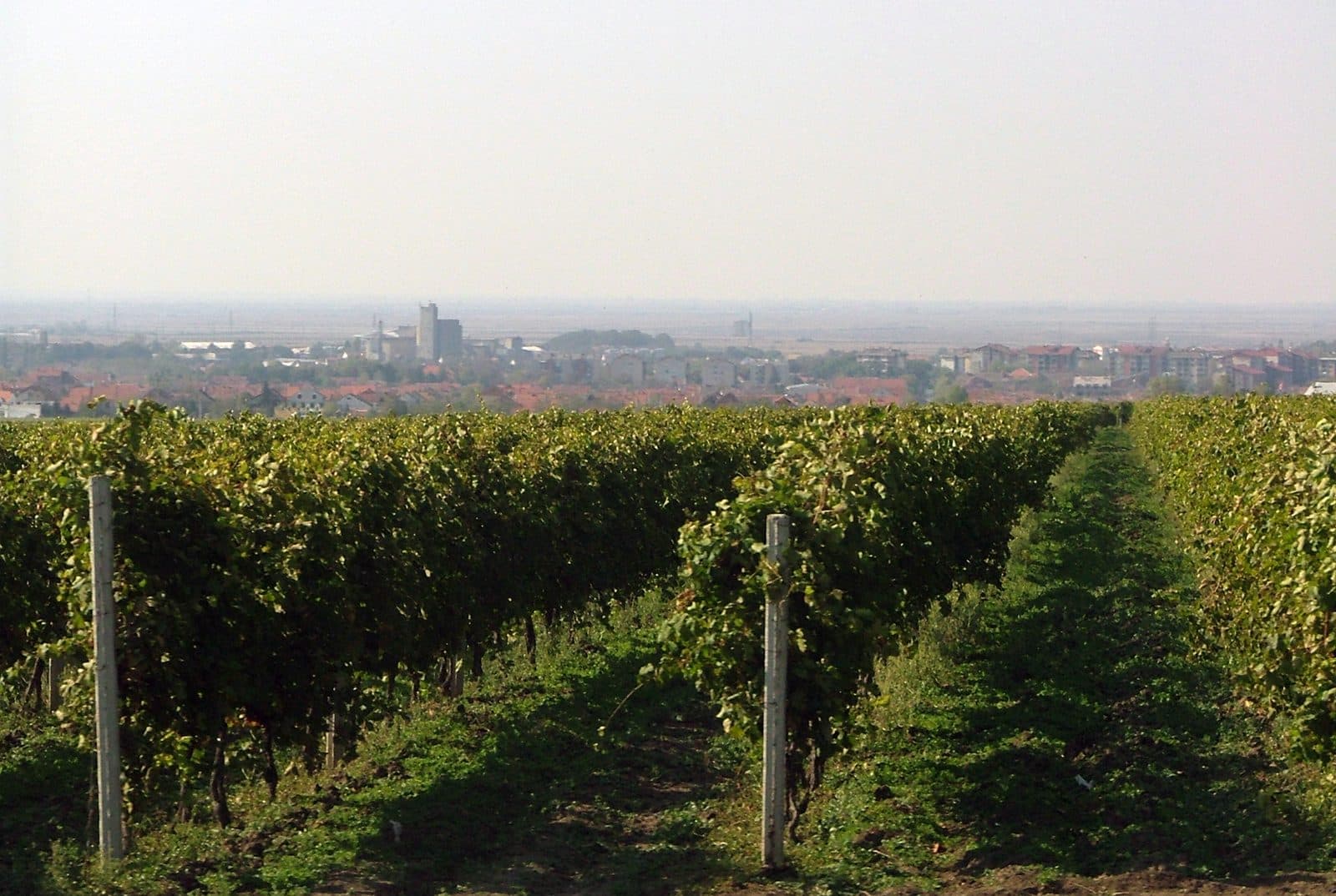 The vineyards of the Vršac wine region. Vineyards on the slopes of the Vršac wine region
